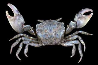 Ptychognathus easteranus